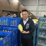 逾3噸六龜金煌芒果 裝櫃啟運新加坡