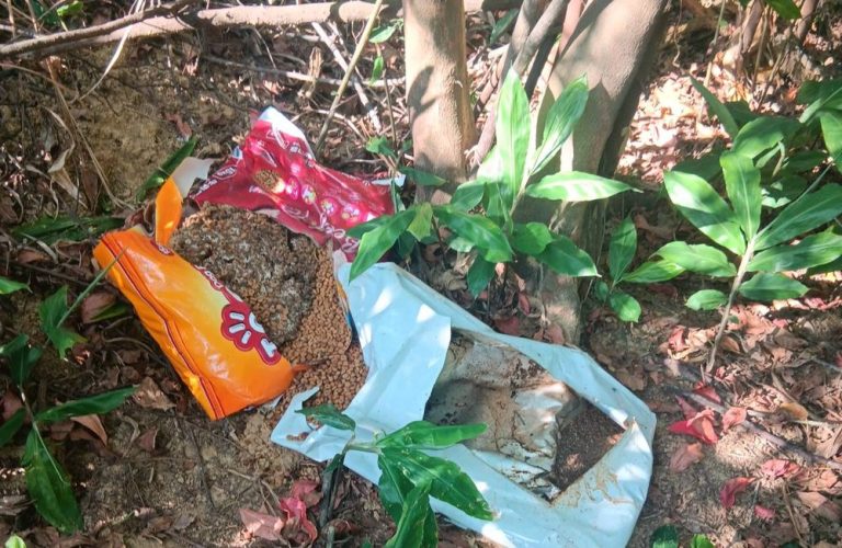 仁義潭、蘭潭浪犬數量恐破千 嘉畜所：源頭管理才是關鍵