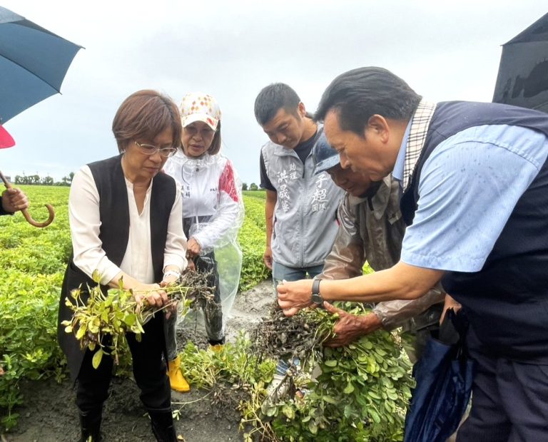 彰縣落花生災損 符合現金救助者可申請