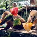 壽山動物園端午飄粽香 為動物加菜