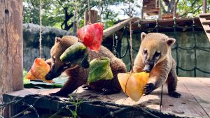 壽山動物園端午飄粽香 為動物加菜