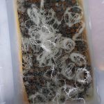 攔截破億製毒工廠 桃檢起訴求重刑