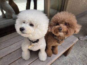 毛孩成復健好夥伴 南勢醫院引進陪伴犬
