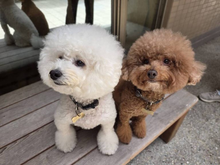 毛孩成復健好夥伴 南勢醫院引進陪伴犬