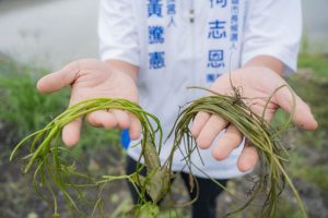 美濃水蓮農損 藍綠攻防 柯志恩競辦批勿再政治操作
