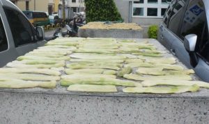 夏天越瓜成熟時　正是醃製「鹽瓜仔」時侯
