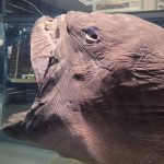 國際鯊魚關注日 海科館邀參觀與打卡