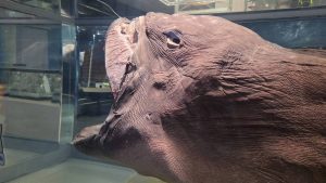 國際鯊魚關注日 海科館邀參觀與打卡
