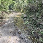 郡大林道 7月底開放通行