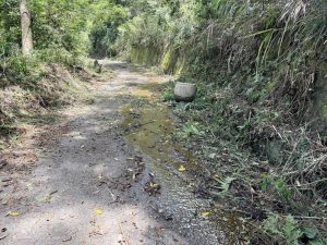 郡大林道 7月底開放通行