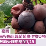 豪雨造成南投巨峰葡萄農損 農業部允現金救助