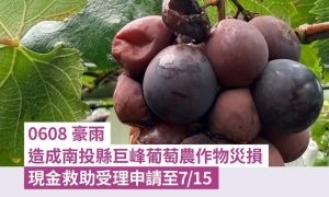 豪雨造成南投巨峰葡萄農損 農業部允現金救助