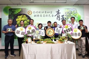 台灣也有自己的綠皮葡萄了！「台農2號」果實飽滿、酸甜平衡