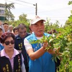 巴威颱風造成苗栗紅棗災損 鍾東錦勘查爭取補助