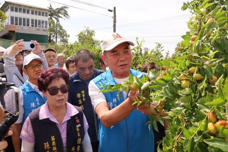 巴威颱風造成苗栗紅棗災損 鍾東錦勘查爭取補助