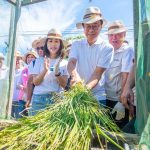 平鎮千人割稻飯 推廣食農教育 張善政釋利多 推動敬老愛心卡在農會購物