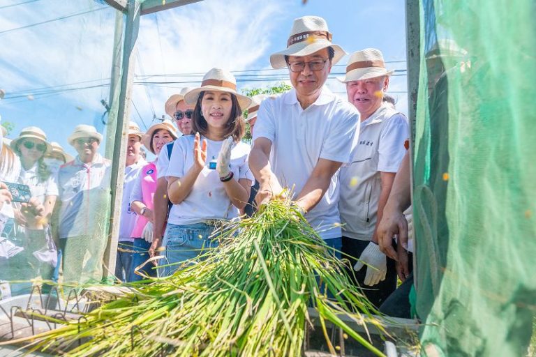 平鎮千人割稻飯 推廣食農教育 張善政釋利多 推動敬老愛心卡在農會購物