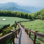 石棹步道群推茶香療癒旅行