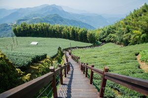 石棹步道群推茶香療癒旅行