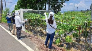 美濃、杉林區水平棚架網室塑膠布（網）農損救助受理申報