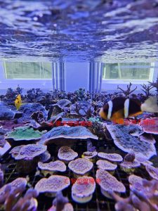 國立海科館首度攜手Xpark展開養殖技術成果交流