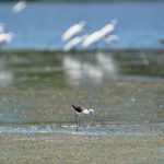 鳥界超模登場！永安濕地高蹺鴴育雛萌樣吸睛