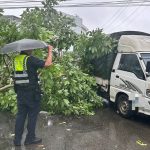 風雨無阻守護民眾 豐警即時排除倒樹化危機
