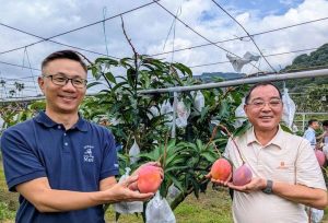 南投信義葡萄農轉種芒果 「在欉紅」拍賣價亮眼