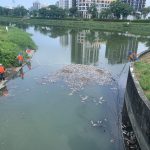 後勁溪飄死魚 水利局打撈初判「水位降、溶氧低」造成