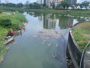 後勁溪飄死魚 水利局打撈初判「水位降、溶氧低」造成