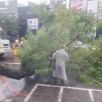 五福二路路樹倒伏 公園處1小時內排除恢復交通
