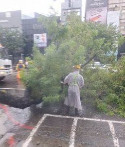 五福二路路樹倒伏 公園處1小時內排除恢復交通