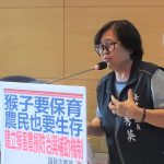 甜柿收成期遭嚴重猴害 古秀英籲拿出驅猴良策