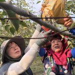后里田媽媽柯麗湄指導兒媳種植高品質甘露梨