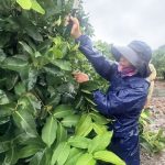 蓮霧催花正當時 農業局帶農業師傅走進果園學功夫