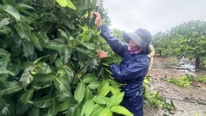 蓮霧催花正當時 農業局帶農業師傅走進果園學功夫