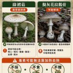 分隔島綠褶菇 切勿採摘食用