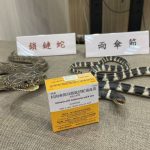 南投縣自然生態豐富 卻未配發鎖鏈蛇血清