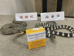 南投縣自然生態豐富 卻未配發鎖鏈蛇血清