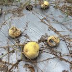 香瓜冬瓜蘿蔔豪雨災損 彰縣成功爭取現金救助