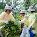 全國小花蔓澤蘭防治日 南投登場