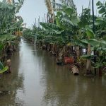 屏東8月豪雨造成農損 周春米籲盡快申請現金救助
