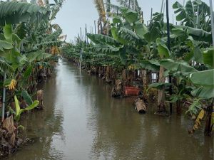 屏東8月豪雨造成農損 周春米籲盡快申請現金救助