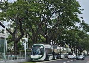 工程護樹到科技監測 捷運局持續守護輕軌綠色廊道