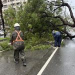 連日豪雨保泰路路樹倒伏 公園處迅速排除恢復交通
