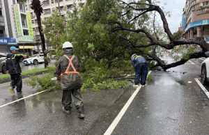 連日豪雨保泰路路樹倒伏 公園處迅速排除恢復交通