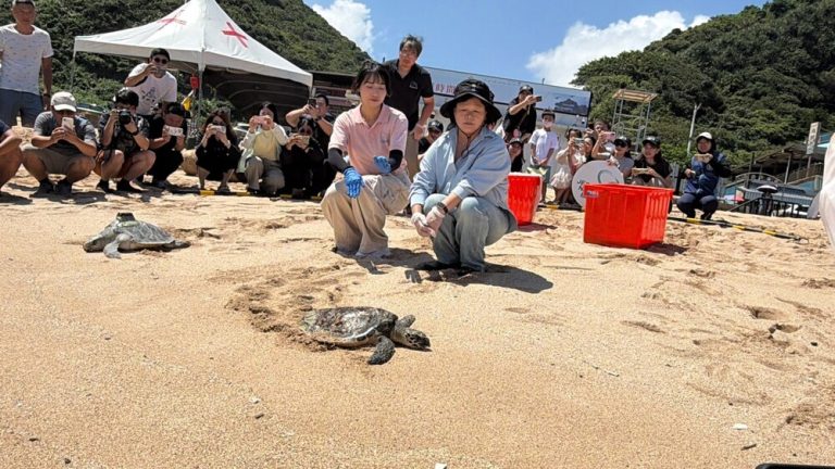 擱淺海龜重返大海 守護海洋生態