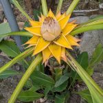 多年生草本植物「地湧金蓮花盛開」