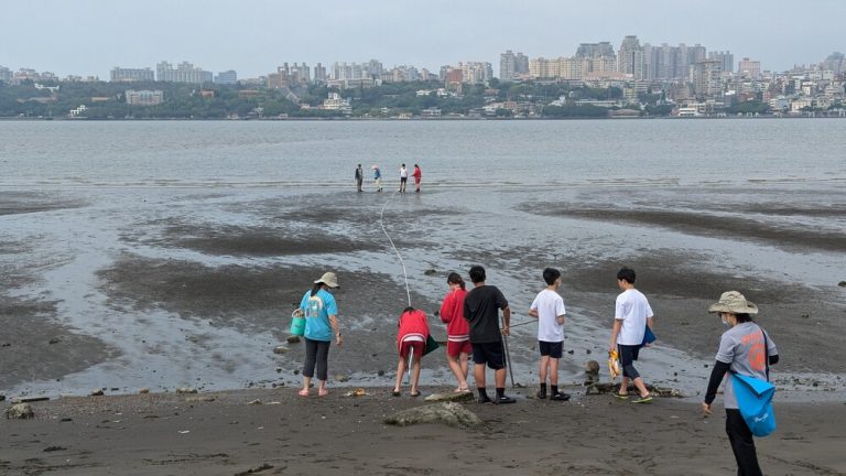 鱟卵孵化率逾七成 海科館推鱟保育