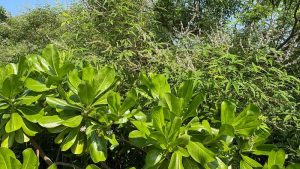 茄萣濕地公14用地棲地營造有成 海桐花開、蜂蝶翩翩